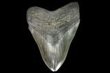 Serrated, Fossil Megalodon Tooth - South Carolina #128300-1